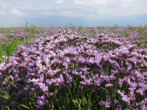 Bloeiende lamsoor op Griend
