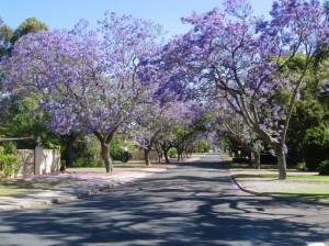 Jacaranda in West-Australië, foto: Mikeinnc